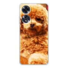 Чехлы с собаками для OPPO A60 5G (VPrint) (Щенок Бишон)
