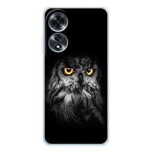 Чехлы с принтом СОВЫ для OPPO A60 – Сова на чёрном