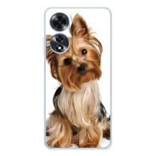 Чехол (ТПУ) Милые собачки для OPPO A60 – Собака Терьер