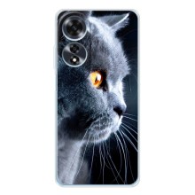 Чехол с милыми котиками на Оппо А16 (Брытанский кот)