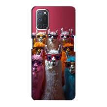 Чохол з принтом стильні тварини для OPPO A72 (Лами в окулярах)