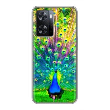 Чехол с птицами на Oppo A77 (VPrint) (Яркий Павлин)