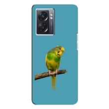 Силиконовый чехол с птичкой на Oppo A77 – Попугайчик