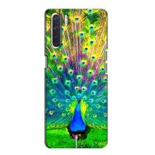 Чехол с птицами на Oppo A91 (VPrint) (Яркий Павлин)
