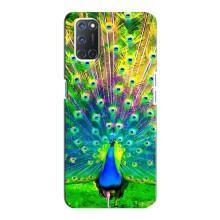 Чехол с птицами на Oppo A92 (VPrint) (Яркий Павлин)