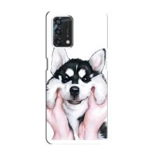 Бампер для Oppo A95 з картинкою "Песики" (Собака Хаскі)