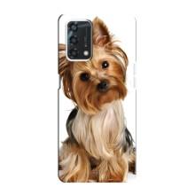Чохол (ТПУ) Милі песики для Oppo A95 – Пес Терьєр