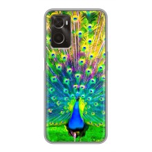Чехол с птицами на Oppo A96 (VPrint) (Яркий Павлин)