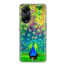 Чехол с птицами на Oppo A98 (VPrint) (Яркий Павлин)