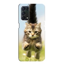 Чехлы с Котиками для Oppo F19 (VPrint) (Прыжок кота)