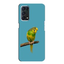 Силіконовий бампер з птичкою на Oppo Find X3 Lite – Попугайчик