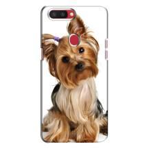 Чохол (ТПУ) Милі песики для Oppo R11s (Пес Терьєр)