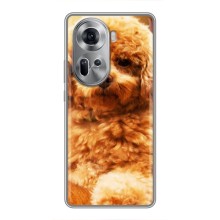 Чохли з собаками для Oppo Reno 11 5G (VPrint) (Цуценя Бішон)