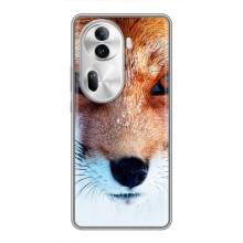Чохол з Лисичкою для Oppo Reno 11 Pro 5G – Руда Лисичка
