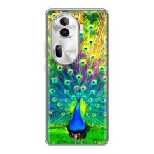 Чехол с птицами на Oppo Reno 11 Pro 5G (VPrint)