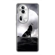 Чехол с Волком на Oppo Reno 11 Pro 5G – Волк и луна