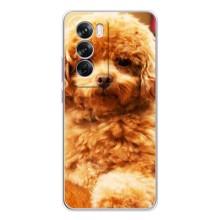 Чохли з собаками для OPPO Reno 12 Pro (VPrint) (Цуценя Бішон)