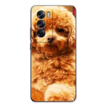 Чехлы с собаками для OPPO Reno 12 (VPrint) (Щенок Бишон)