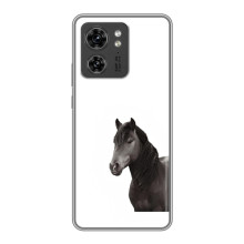 Чехлы с Лошадью дляOPPO Reno 13 5G (VPrint) (Черный Конь)