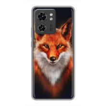 Чехол с принтом лисички на ОППО Рено 13 5G – Лиса на черном