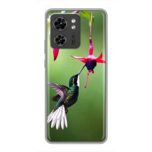 Силіконовий бампер з птичкою на OPPO Reno 13 5G – Калібрі