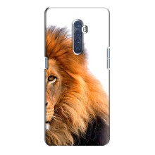 Чохли з картинкою животних Oppo Reno 2 – Лев грива