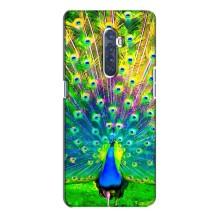 Чохол з пташками на Oppo Reno 2 (VPrint) (Яскравий Павлин)