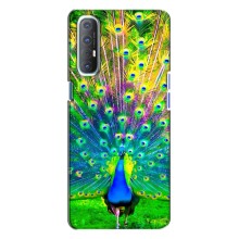 Чехол с птицами на Oppo Reno 3 (VPrint) (Яркий Павлин)