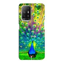 Чохол з пташками на Oppo Reno 5z (VPrint) (Яскравий Павлин)