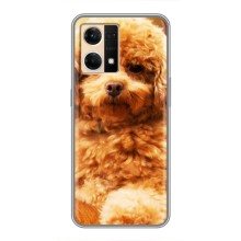 Чохли з собаками для Oppo Reno7 4G (VPrint) (Цуценя Бішон)