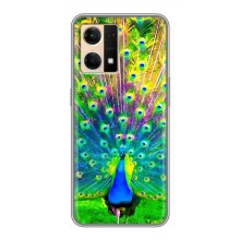 Чохол з пташками на Oppo Reno7 4G (VPrint) (Яскравий Павлин)