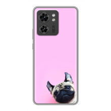 Бампер для OPPO Reno 8 Pro 5G з картинкою "Песики" – Собака на рожевому