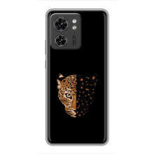 Чохол з леопардовим принтом на OPPO Reno 8 Pro 5G – Леопард на чорному