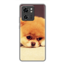 Чохол (ТПУ) Милі песики для OPPO Reno 8 Pro 5G (Померанский шпіц)