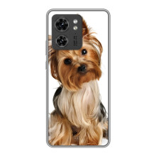 Чохол (ТПУ) Милі песики для OPPO Reno 8 Pro 5G (Пес Терьєр)