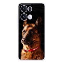 Чехлы с картинками животных OPPO Reno13 Pro (Овчарка)