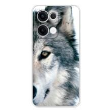 Чехлы с картинками животных OPPO Reno13 (Волк)