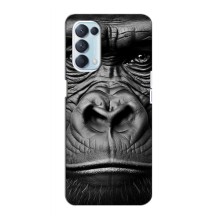 Чехлы с Горилой на Оппо Рено 5 4G – Черная обезьяна