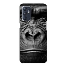 Чехлы с Горилой на Оппо Рено 6 (5G) – Черная обезьяна
