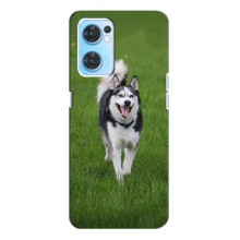 Чохол з Хаскі Oppo Reno7 4G - (AlphaPrint) (Радісний Хаскі)