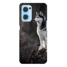Чохол з Хаскі Oppo Reno7 4G - (AlphaPrint) (Вірний собака)