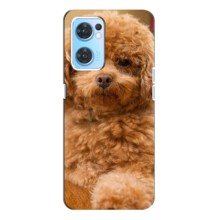 Чохли з собаками для Oppo Reno7 4G (VPrint) (Цуценя Бішон)