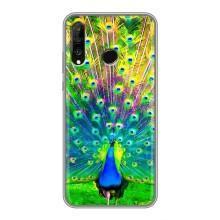 Чохол з пташками на Huawei P30 Lite (VPrint) (Яскравий Павлин)