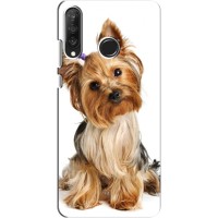 Чехол (ТПУ) Милые собачки для Huawei P30 Lite (Собака Терьер)