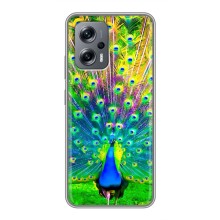 Чехол с птицами на Xiaomi POCO X4 GT (VPrint) (Яркий Павлин)