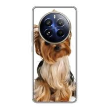 Чохол (ТПУ) Милі песики для Realme 12 Pro – Пес Терьєр