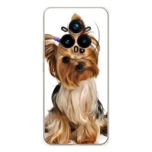 Чехол (ТПУ) Милые собачки для Realme 14 Pro Plus (Собака Терьер)