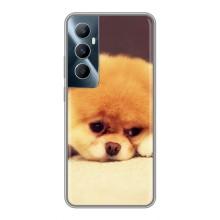 Чехол (ТПУ) Милые собачки для Realme C65 – Померанский шпиц