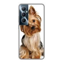 Чехол (ТПУ) Милые собачки для Realme C65 – Собака Терьер