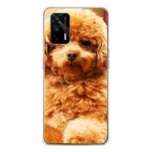 Чехлы с собаками для Realme GT 5G (VPrint)